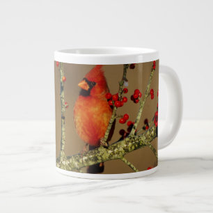 Grande Tasse Cardinal du Nord mâle perché, IL