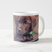 Chocolat Labrador Puppy In Car
