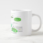 Grande Tasse Diagramme de photosynthèse C4 (Droite)