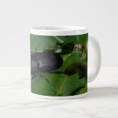 Grande Tasse Dorcus parallelipipedus, le moindre dendroctone du (Devant droit)