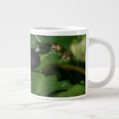 Grande Tasse Dorcus parallelipipedus, le moindre dendroctone du (Droite)