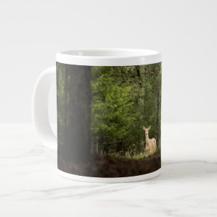Grande Tasse Forest   A White Tailed Deer in the Woods