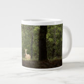 Grande Tasse Forest | A White Tailed Deer in the Woods (Devant droit)