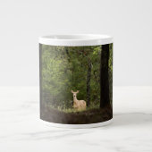 Grande Tasse Forest | A White Tailed Deer in the Woods (Devant)