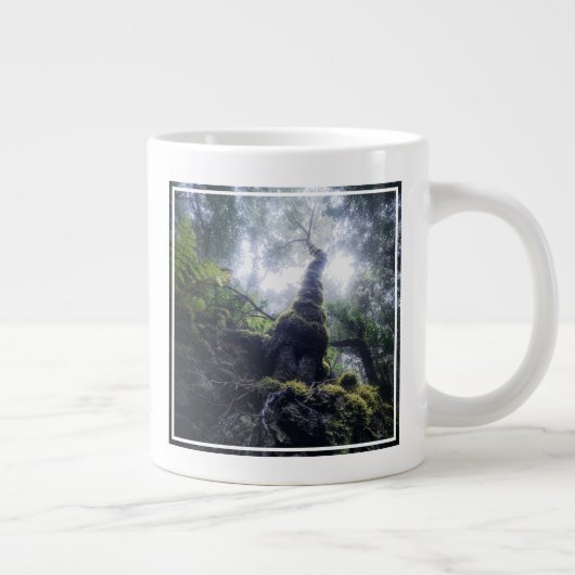 Grande Tasse Forêt | Anaga Parc rural Îles Canaries (Droite)