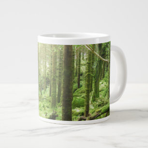 Grande Tasse Forêt dans le parc national de Killarney Kerry,