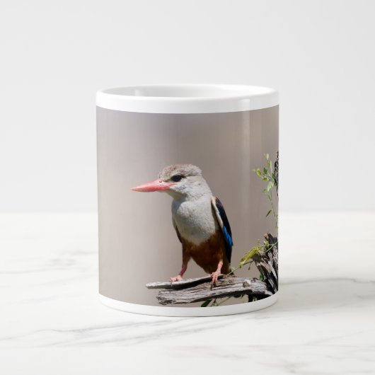 Grande Tasse Grey-Headed Kingfisher (Devant)