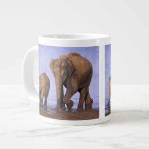 Grande Tasse Inde, parc national de Nagarhole. Eléphant d'Asie