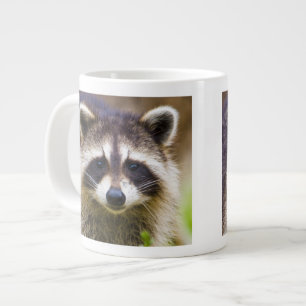 Grande Tasse Le raton laveur, Procyon lotor