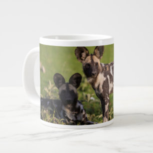 Grande Tasse Lycaons en Tanzanie