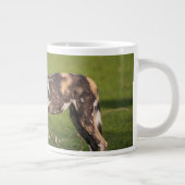 Grande Tasse Lycaons en Tanzanie (Droite)