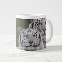 phase blanche, Tigre du Bengale, Tigris