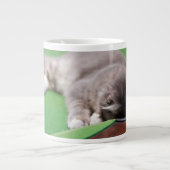 Grande Tasse Piscine de jeu pour chats (Devant)