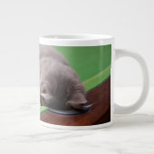 Grande Tasse Piscine de jeu pour chats (Droite)
