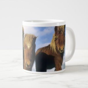 Grande Tasse Poney Shetland, Shetland continentales,
