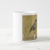 Grande Tasse Quail de Californie (Devant)