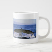 Grande Tasse Queue de baleine à bosse. (Droite)
