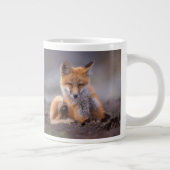 Grande Tasse renard rouge, Vulpes vulpes, chiot se grattant, (Droite)