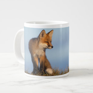 Grande Tasse renard roux, Vulpes vulpes