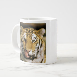 Grande Tasse Tigre Zoo du Michigan