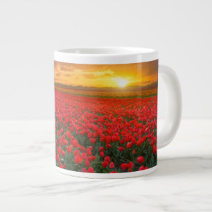 Grande Tasse Tulip Fields au coucher du soleil au Pays-Bas