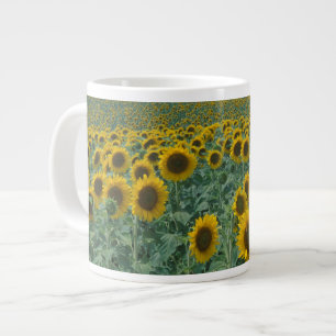Grande Tasse UE, France, Provence, Champ de tournesols