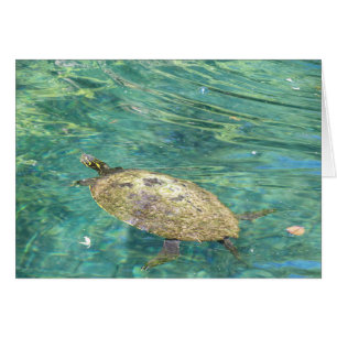 grande tortue fluviale nager