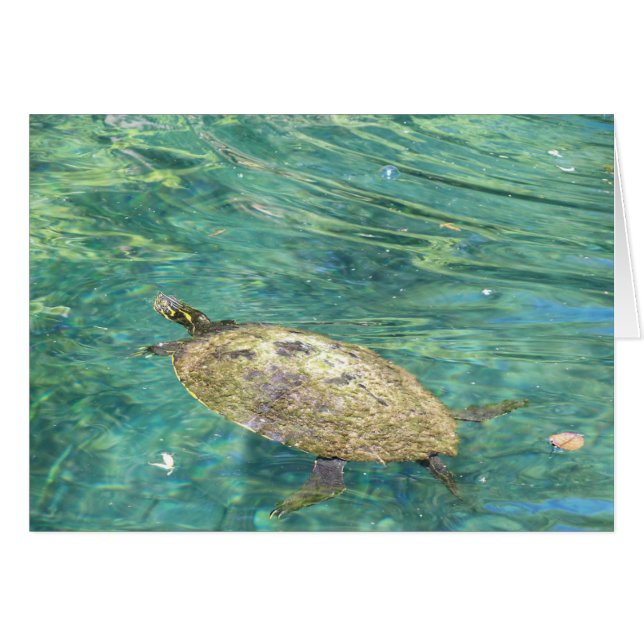 grande tortue fluviale nager (Devant horizontal)