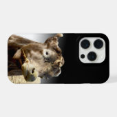 Grande vache brune en train de mâcher du foin, (Verso Horizontal)