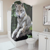 Grande vue frontale du loup au bord du rideau de f (En situation)