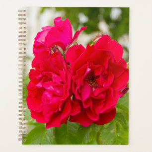 Grandes roses rouges dans le jardin
