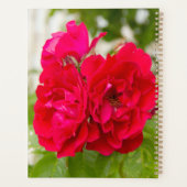 Grandes roses rouges dans le jardin (Dos)