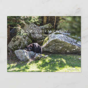 Grandfather Mountain Park Briefkaart