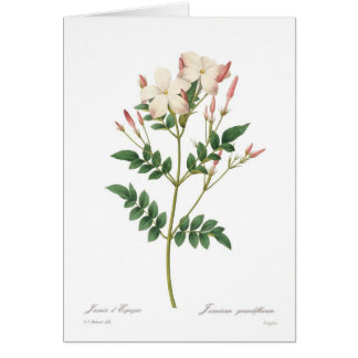 Grandiflorum de Jasminum