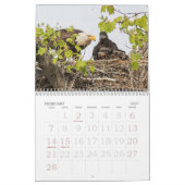 Grandir dans le calendrier Eagle (Feb 2027)
