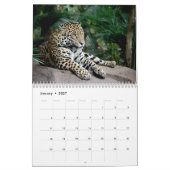 Grands chats au calendrier de zoo de Chester (Jan 2027)