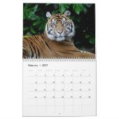 Grands chats au calendrier de zoo de Chester (Feb 2027)