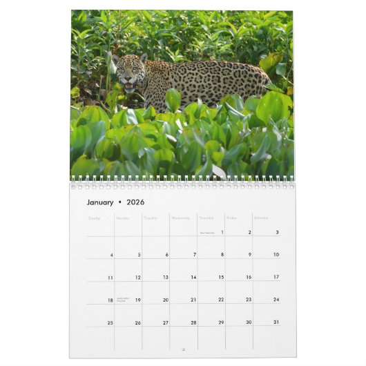 Grands chats ! Lion, léopard, guépard, calendrier (Jan 2026)