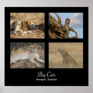Grands chats - Serengeti, affiche de la Tanzanie