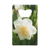 Grands narcisses blancs par un jour de printemps   (Dos)