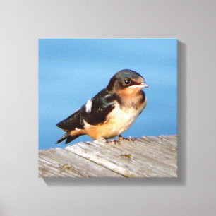 Grange Swallow impression de toile