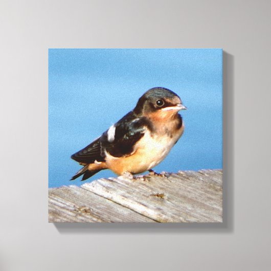 Grange Swallow impression de toile (Recto)