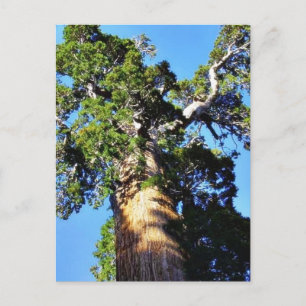 Grant Trees Sequoias Bark Branches Briefkaart