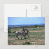 Grant Zebra Briefkaart (Voorkant / Achterkant)