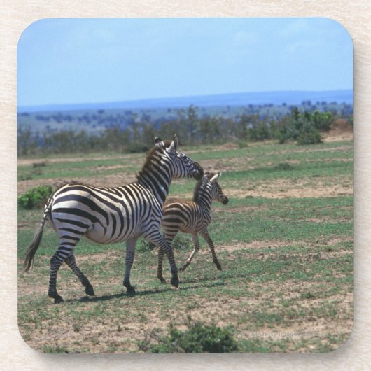 Grant Zebra Onderzetter (Voorkant)