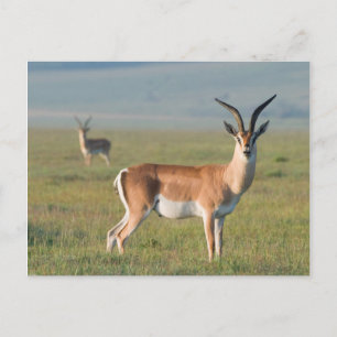 Grant's Gazelle, Ngorongoro Crater, Ngorongoro Briefkaart
