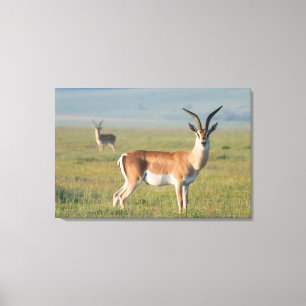 Grant's Gazelle, Ngorongoro-krater, Ngorongoro Canvas Afdruk