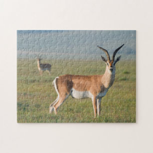 Grant's Gazelle, Ngorongoro-krater, Ngorongoro Legpuzzel