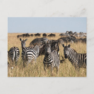 Grant's Zebra Briefkaart