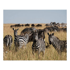 Grant's Zebra Perfect Poster